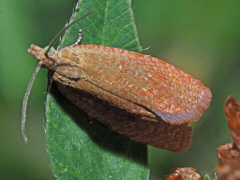 Image of Acleris quercinana Zeller 1849