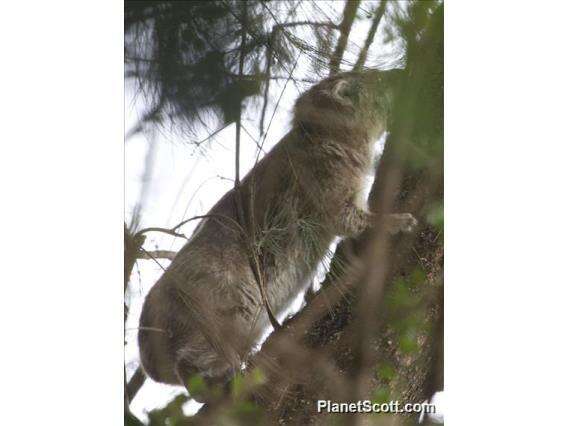 Image of Tree hyrax