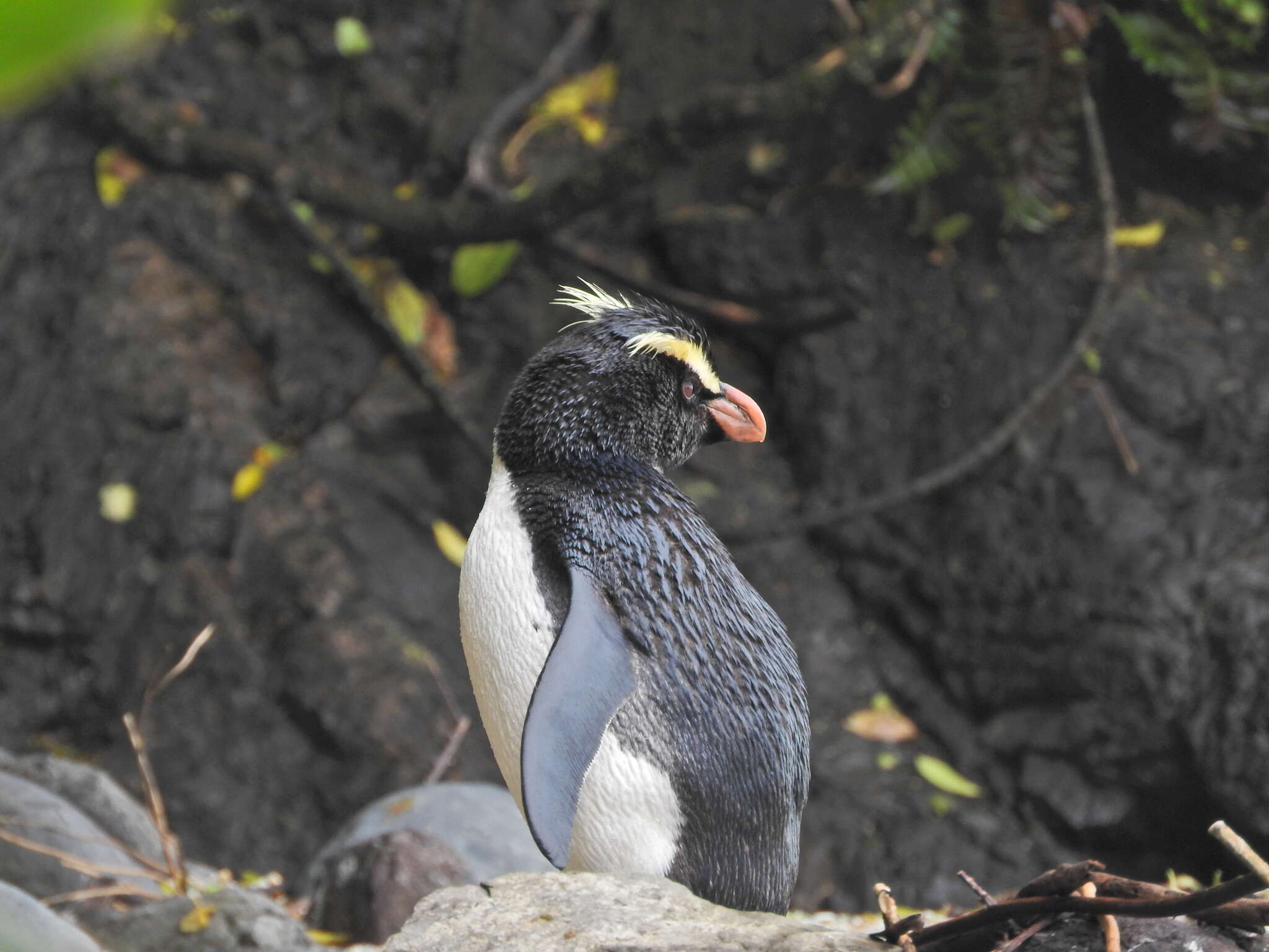 Image of Fiordland Crested Penguin