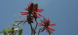 Image of American coral tree