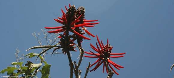 Image de Erythrina americana Mill.