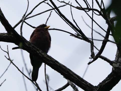 Image of Broad-billed Roller