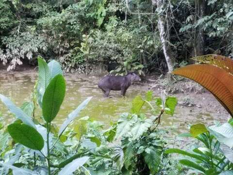 Image de Tapir D'Amérique