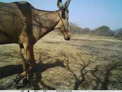 Image of Western Hartebeest