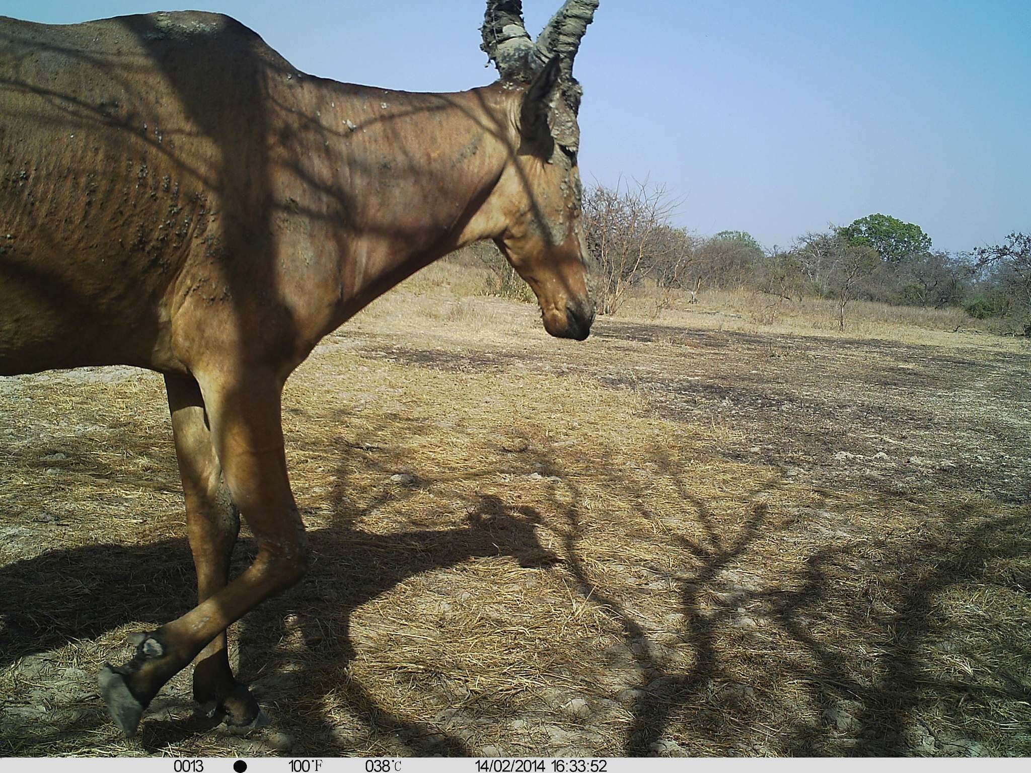 Image of Western Hartebeest