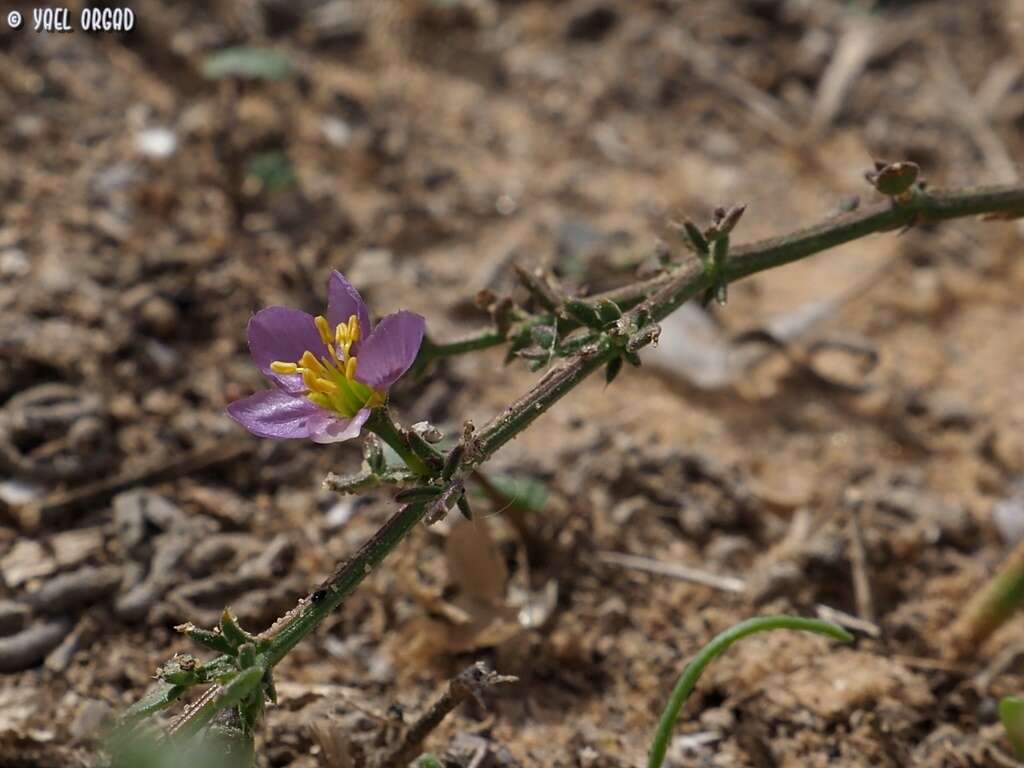 Image of Fagonia glutinosa Del.