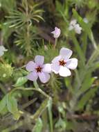 Image of mustang clover