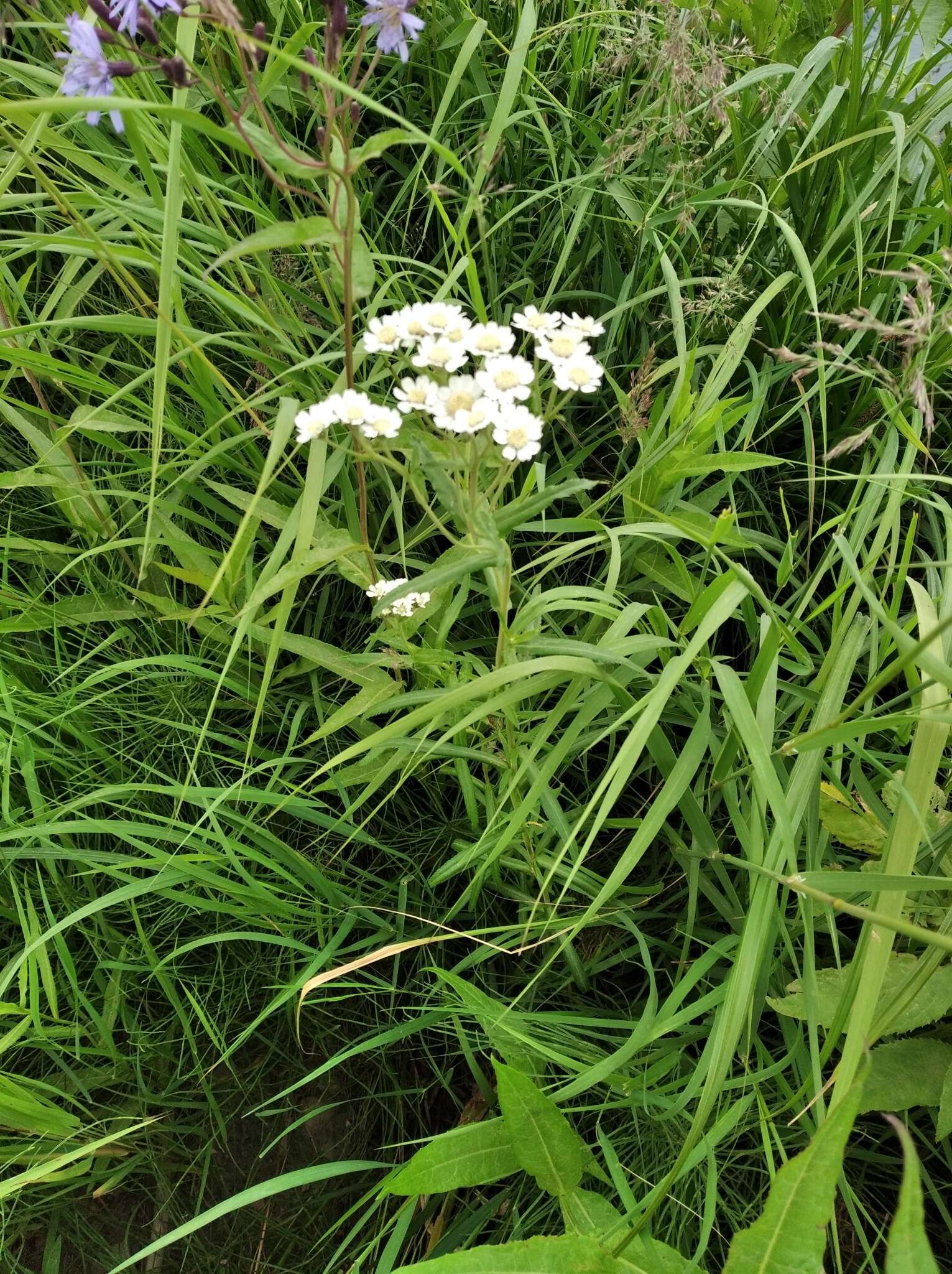 Sivun Achillea ptarmica subsp. macrocephala (Rupr.) Heimerl kuva