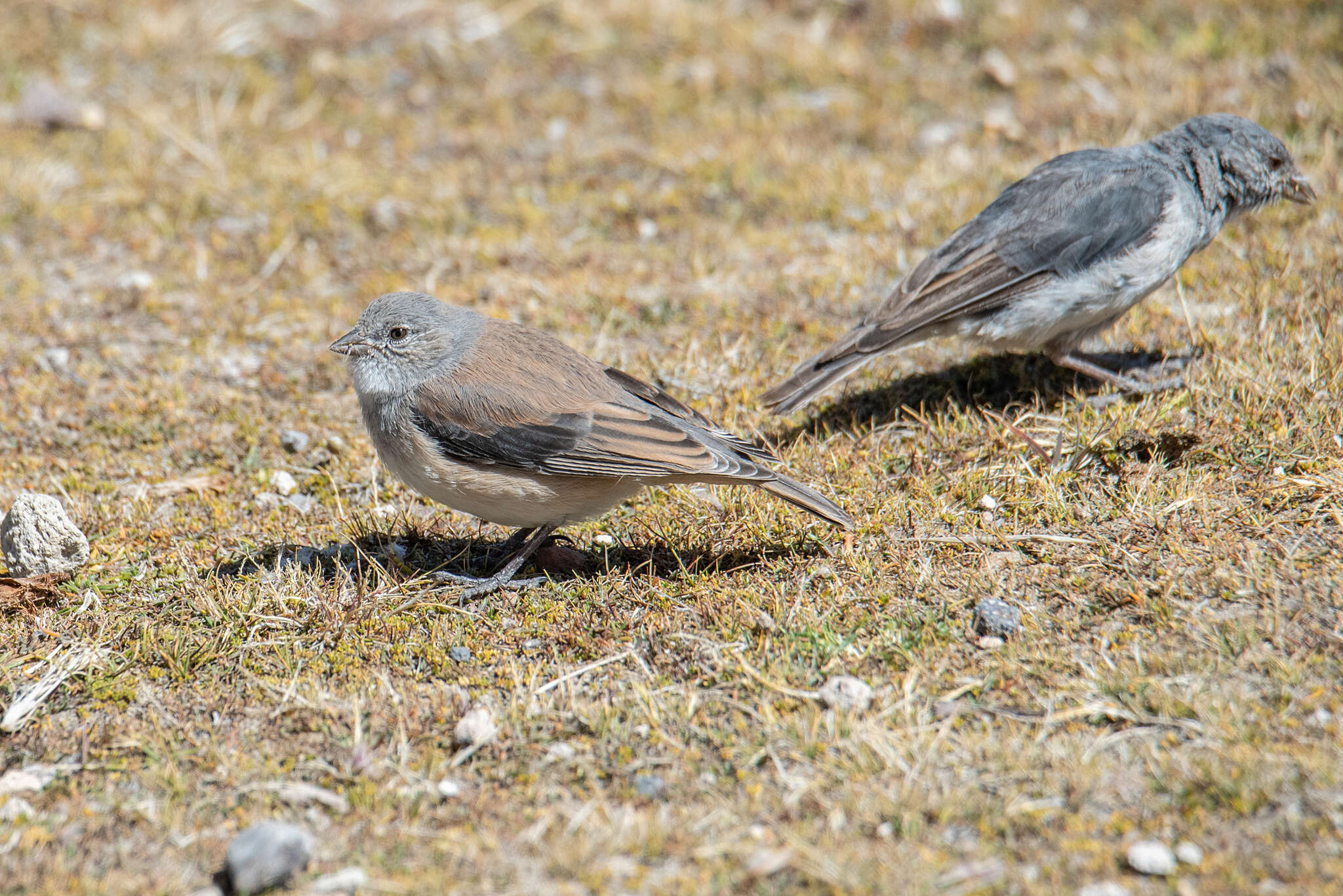 Image of White-throated Sierra Finch