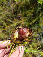 Image de Protea witzenbergiana Phillips