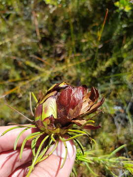 Image of Protea witzenbergiana Phillips