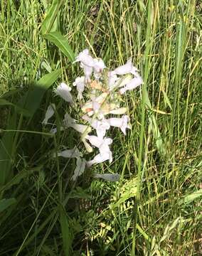 Image of longsepal beardtongue