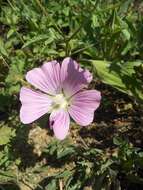 Image of Malva punctata (All.) Alef.