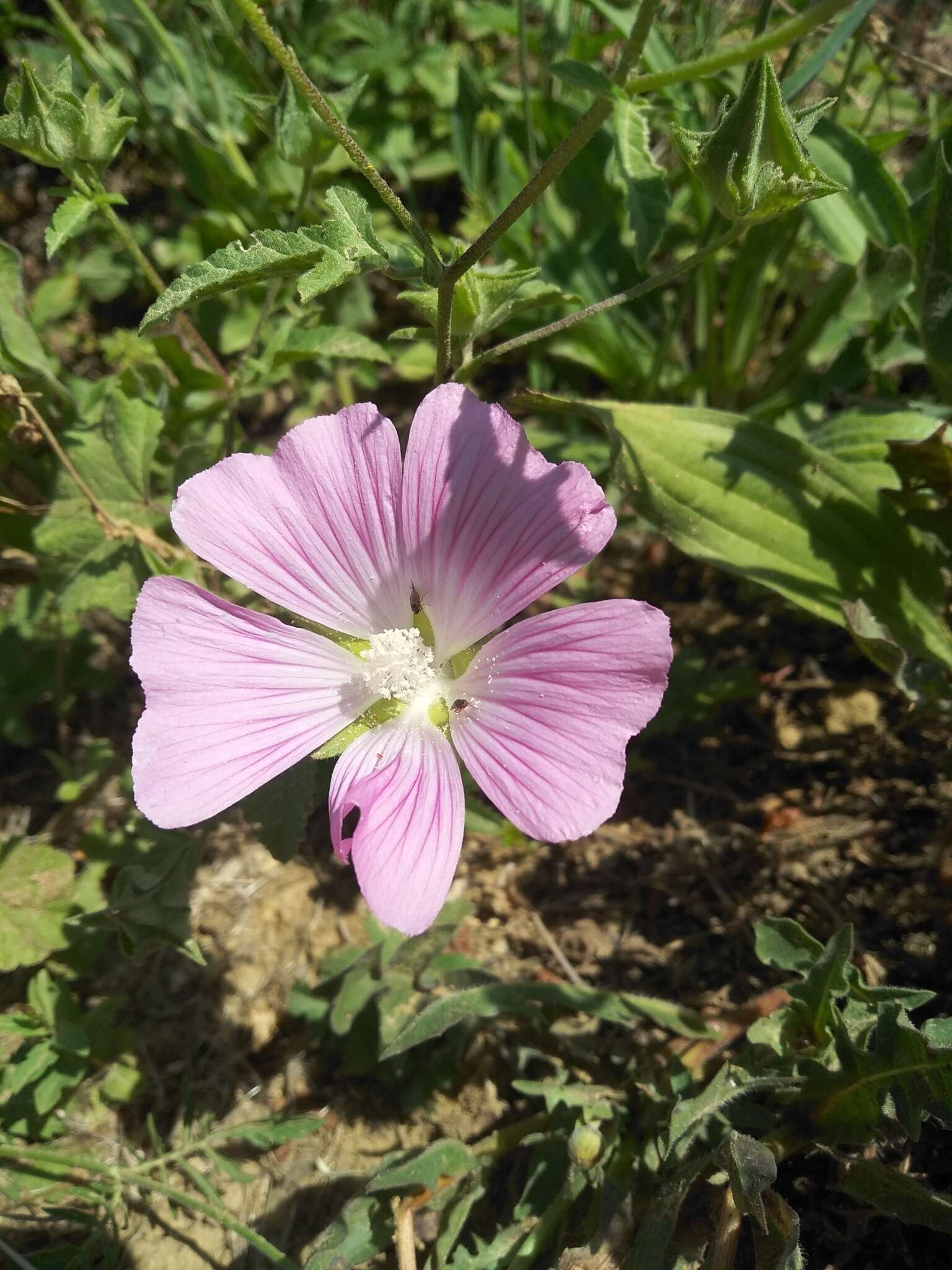 Sivun Malva punctata (All.) Alef. kuva