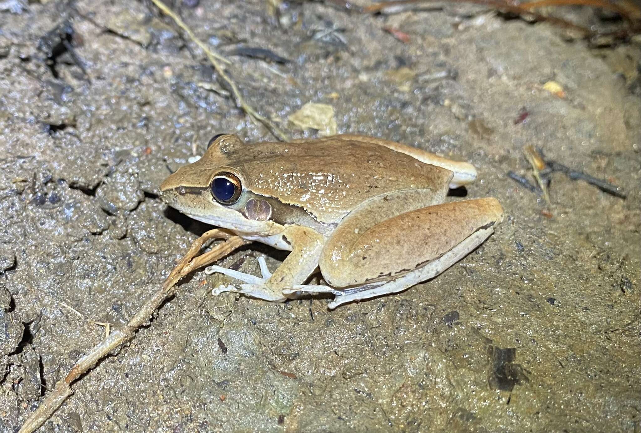 Image of Litoria spaldingi (Hosmer 1964)