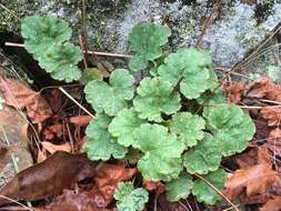 Image of American alumroot