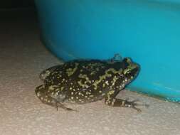 Image of Eluru dot frog