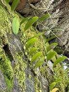 Image of Bulbophyllum baileyi F. Muell.