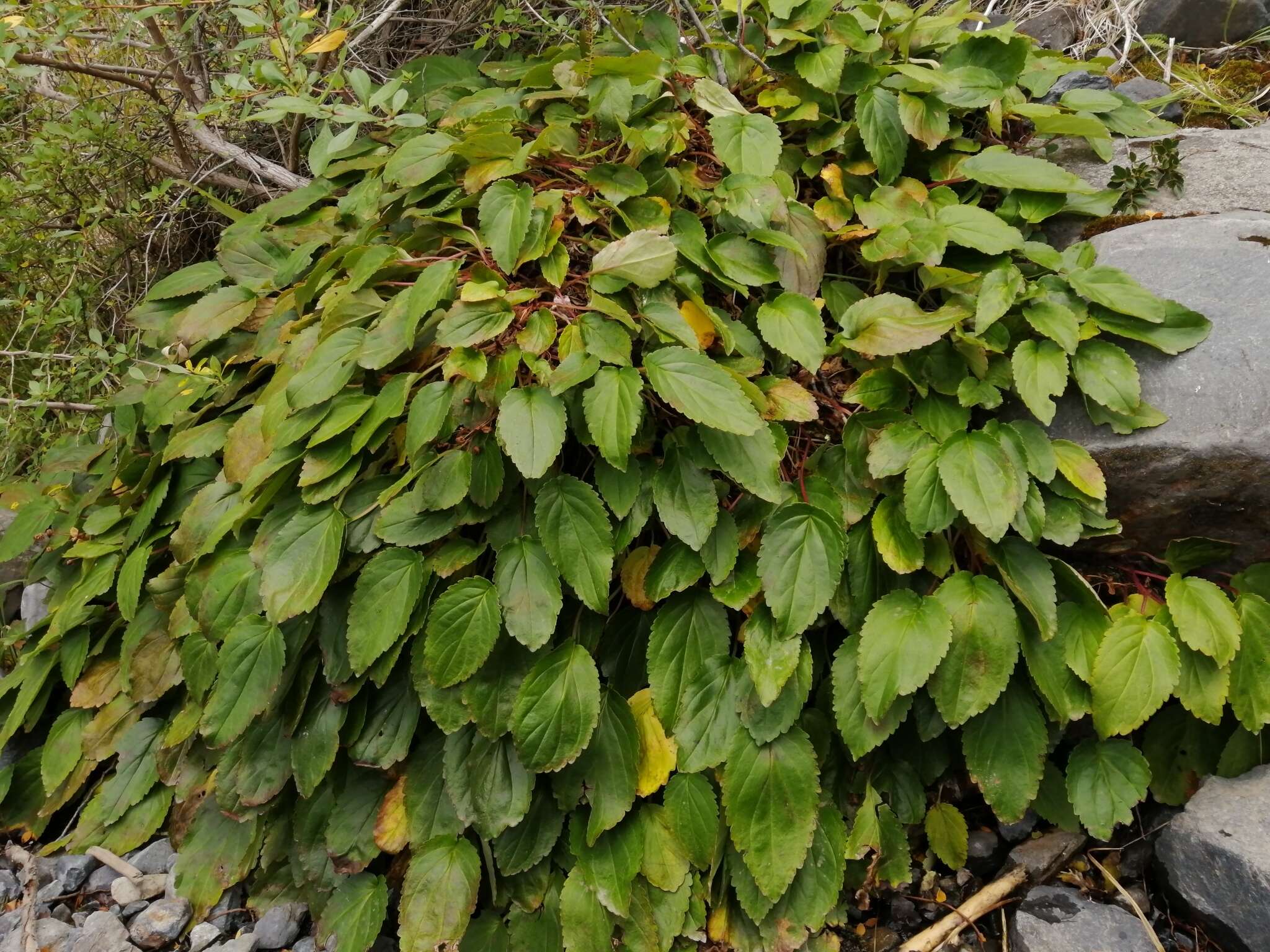 Image de Ourisia ruellioides (L. fil.) Kuntze