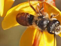 Lasioglossum sulthicum (Smith 1853) resmi