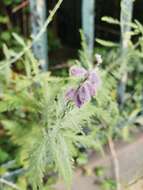 Image of <i>Salvia yangii</i>