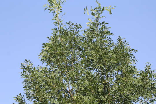 Image of Fraxinus angustifolia subsp. angustifolia