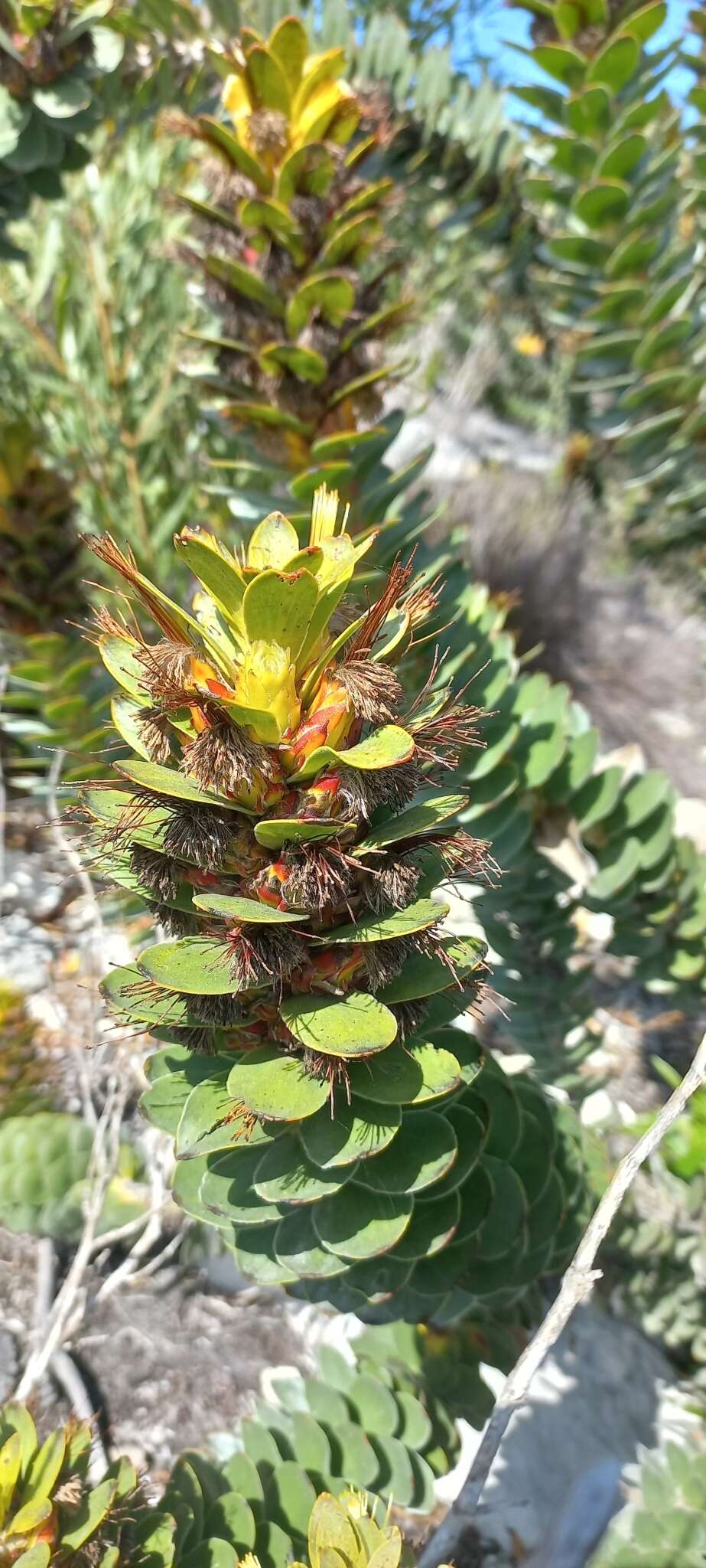 Imagem de Mimetes saxatilis Philips