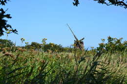 Image of marsh sow-thistle