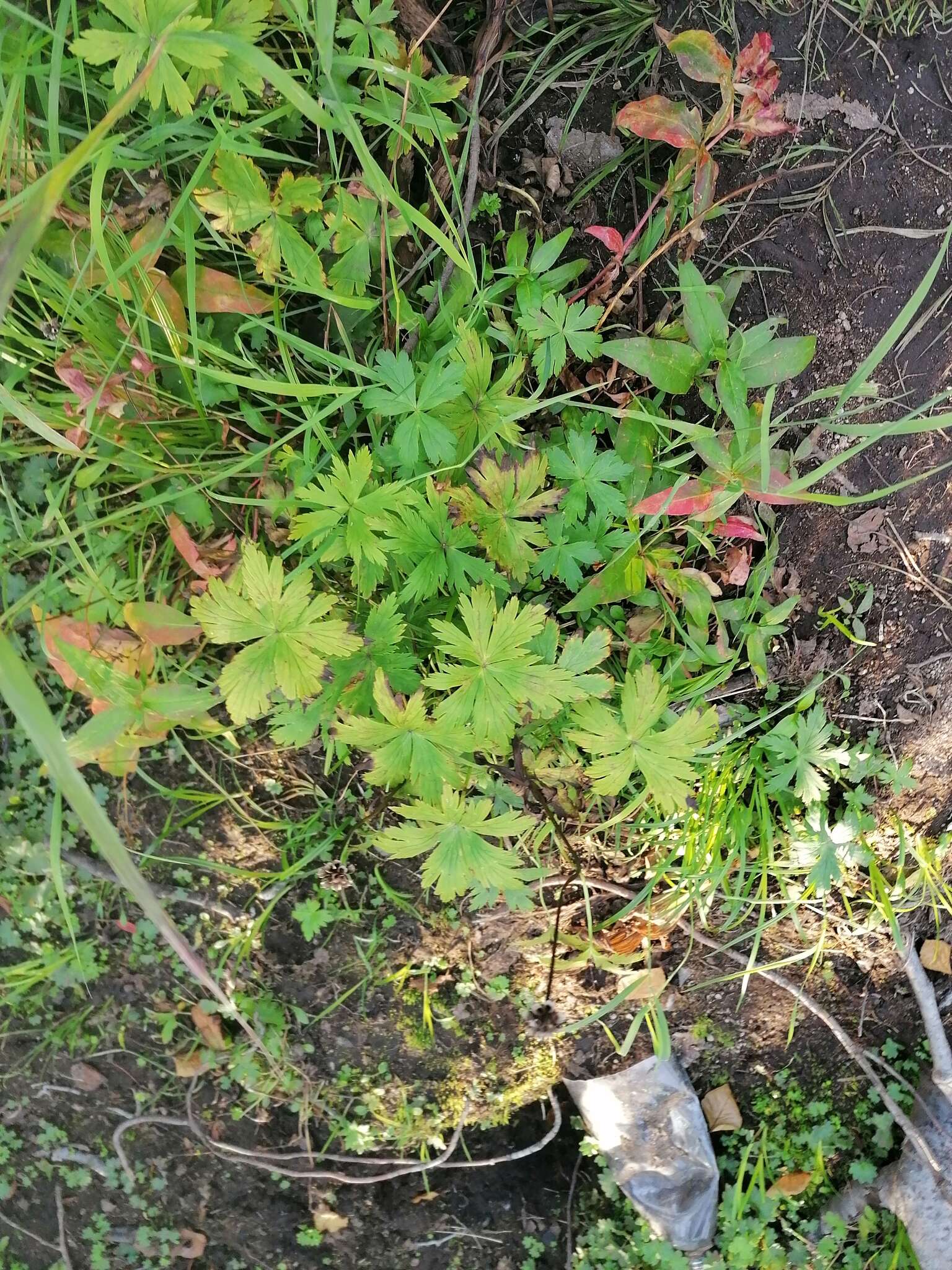 Image of Aconitum umbrosum (Korsh.) Kom.