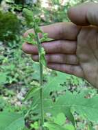 Sivun Veratrum hybridum (Walter) J. H. Zimmerman ex Zomlefer kuva