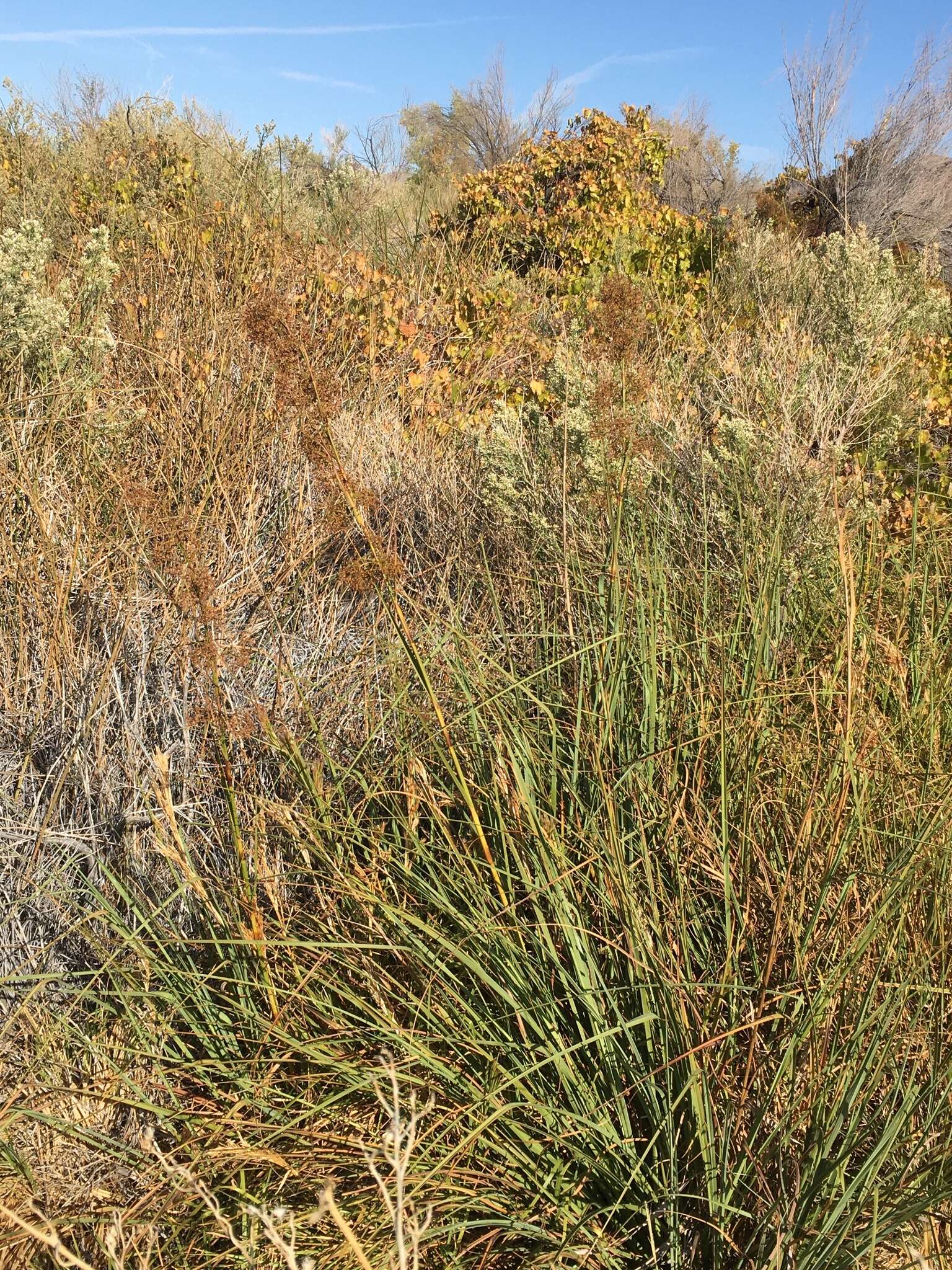 Image of California Saw-Grass