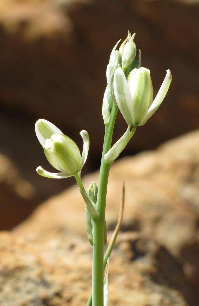 Image of Albuca decipiens U. Müll.-Doblies