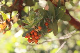 Image of Kings Mountain manzanita