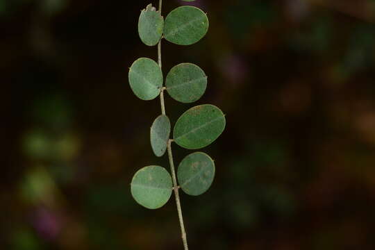 Plancia ëd Indigofera cassioides DC.