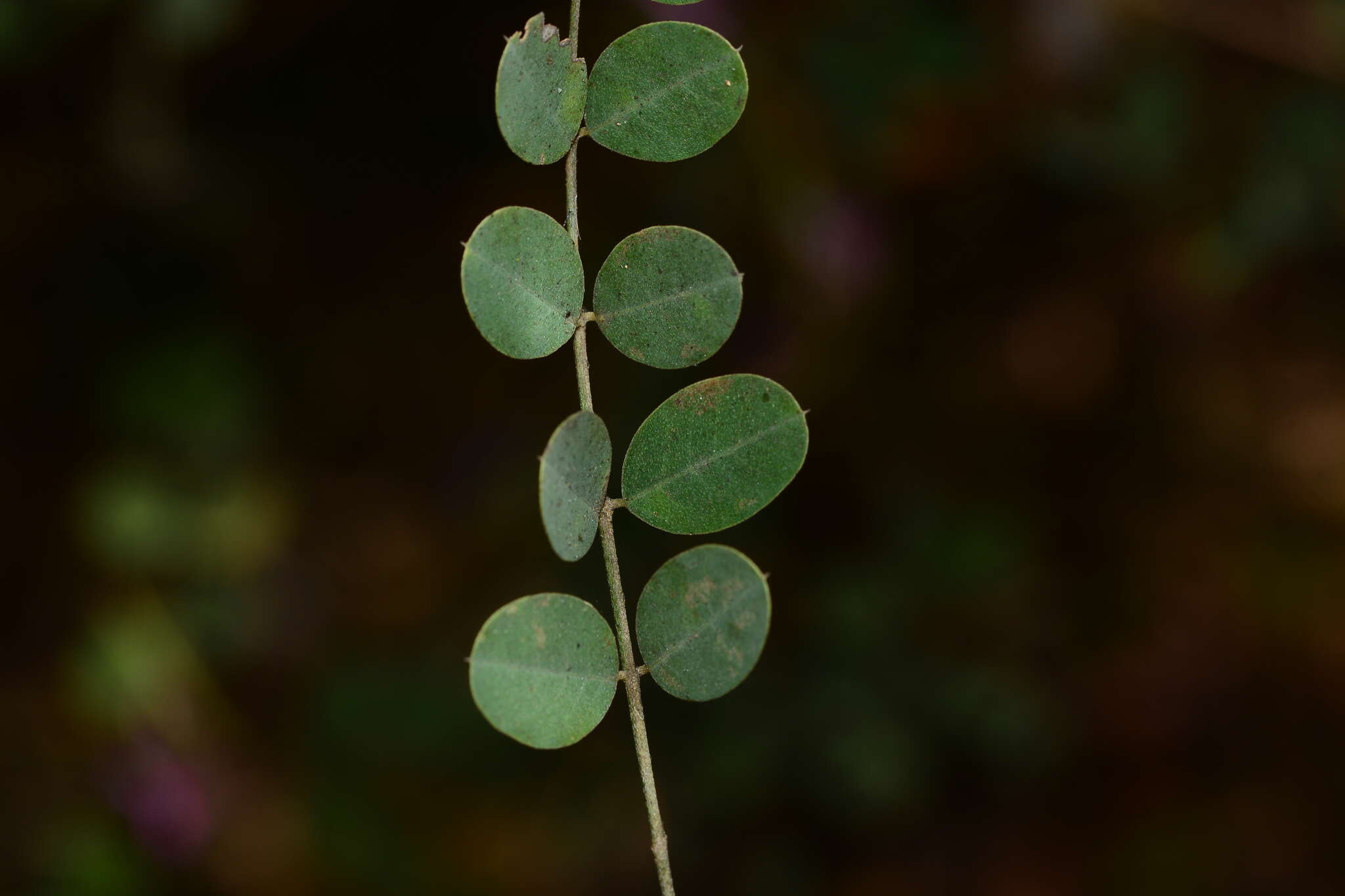 Imagem de Indigofera cassioides DC.