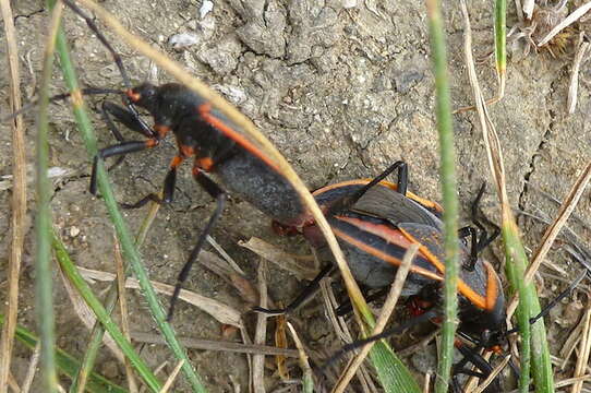 Image of Largus californicus (Van Duzee 1923)