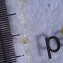 Paracromastigum longiscyphum (Taylor) R. M. Schust. & J. J. Engel的圖片