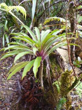 Image of Wai'anae Mountains False Lobelia