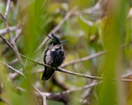 Image of Purple-crowned Plovercrest