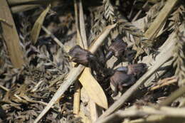 Image of Gastrodia pubilabiata Y. Sawa