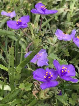 Image of diffuse spiderwort