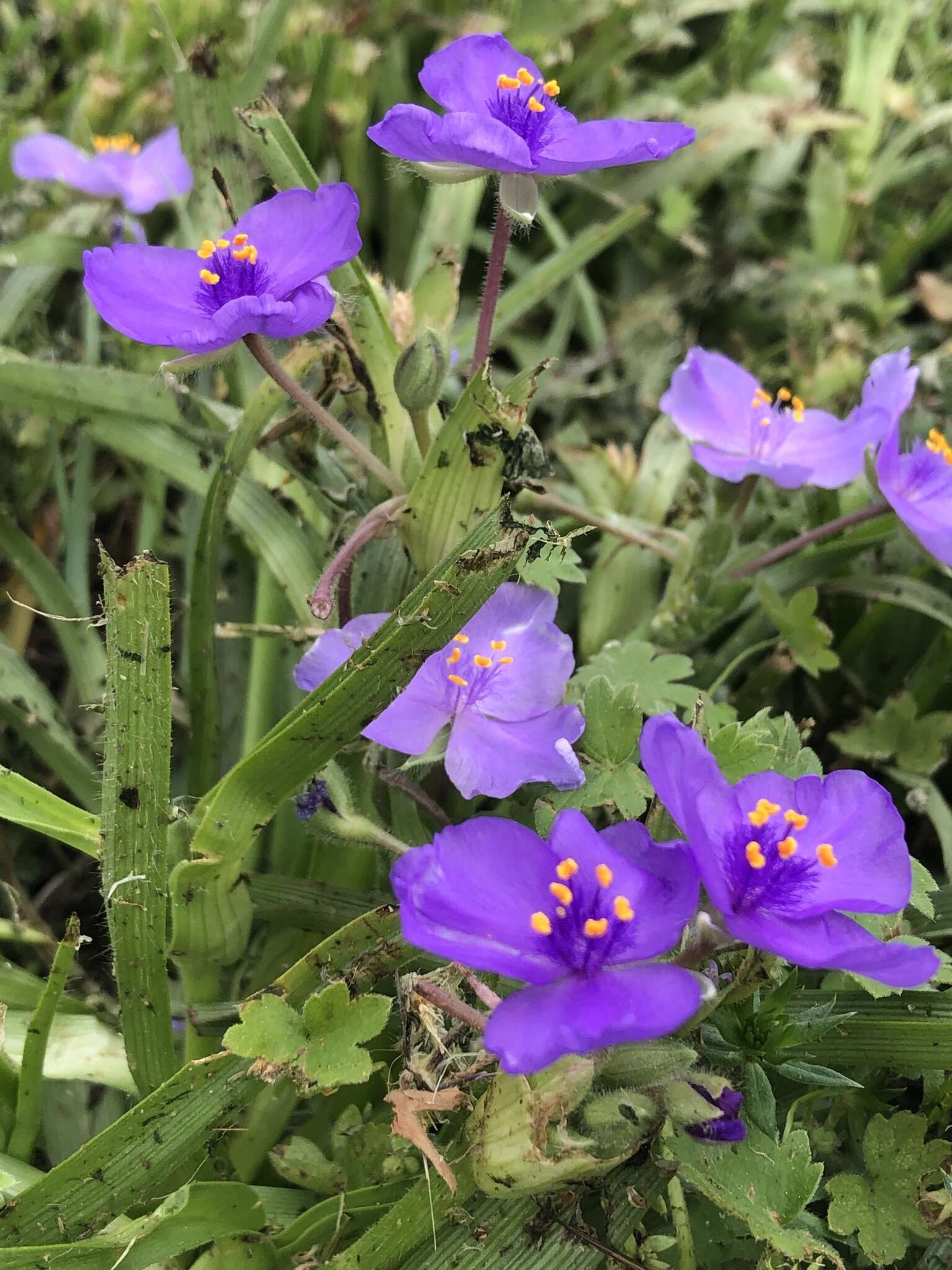 Image of diffuse spiderwort