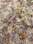 Image of Honey-Scented Pincushion-Plant