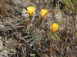 Image de Echinopsis aurea Britton & Rose