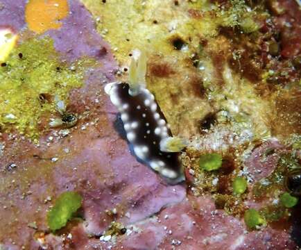 Image of Geometric brown headflapper slug