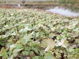 Imagem de Marsilea drummondii A. Br.