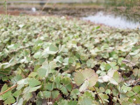 Imagem de Marsilea drummondii A. Br.