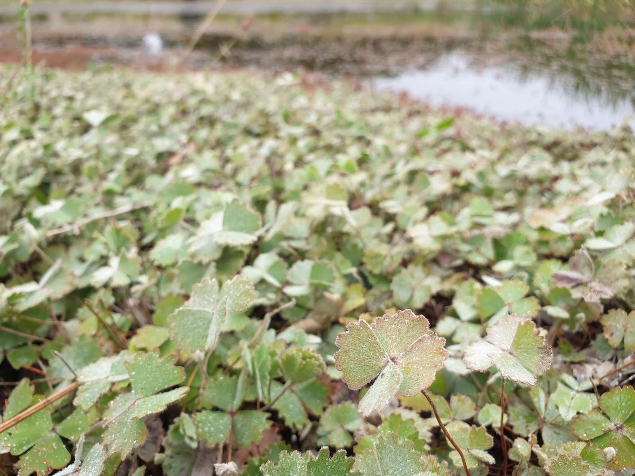 Imagem de Marsilea drummondii A. Br.