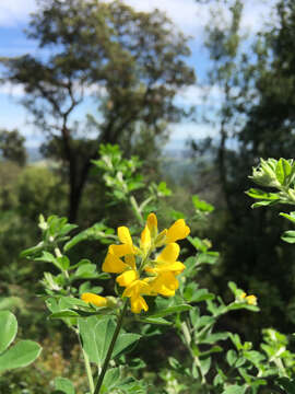 Image of French broom