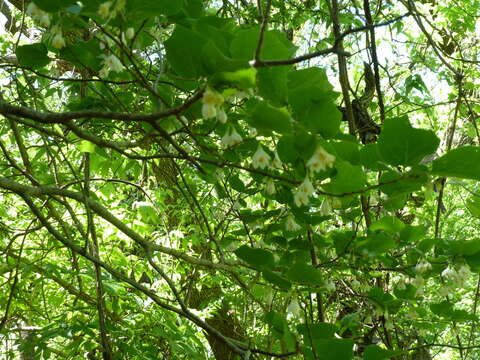 Styrax platanifolius subsp. platanifolius的圖片